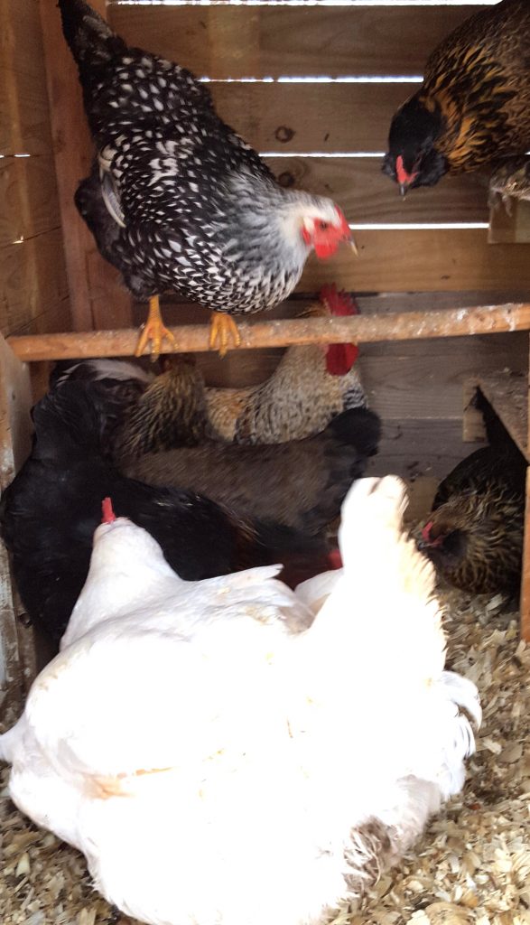 mixed flock of chickens in a small coop