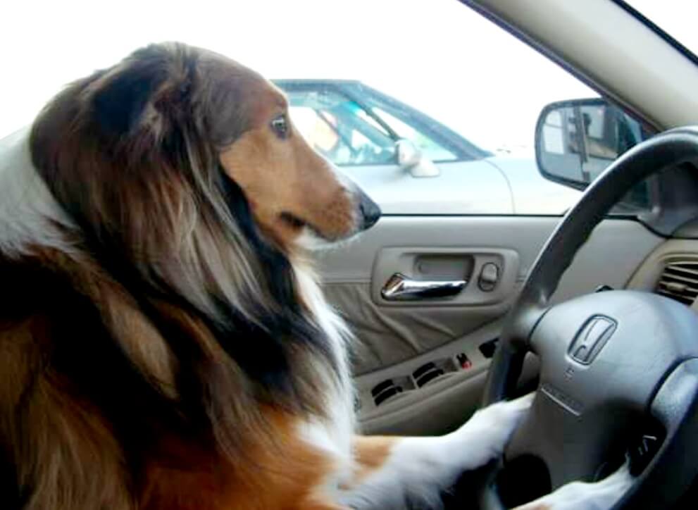 very cute pic of Sheltie driving