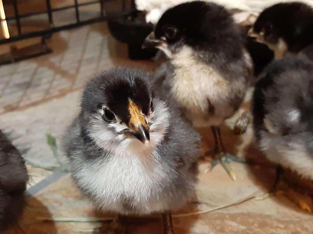 cute close-up picture of chick