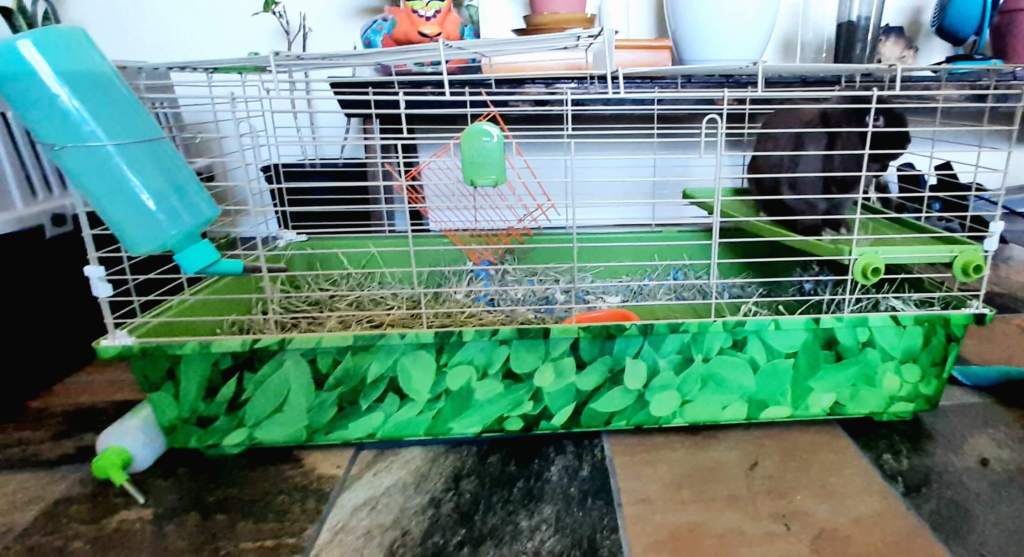 pet bunny cage
