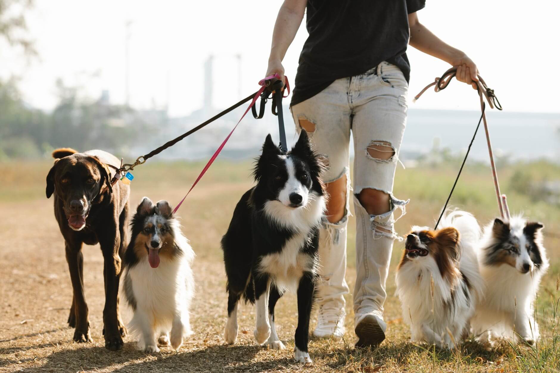 person walking dogs on leashes in countryside