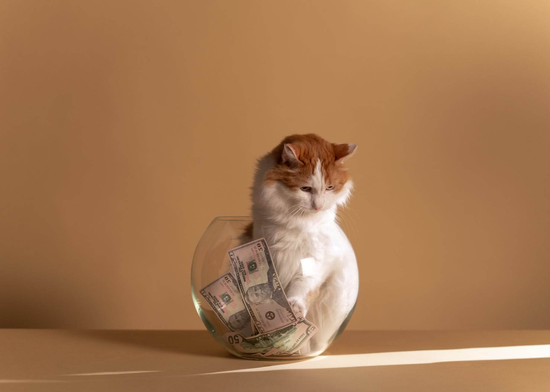 white and brown cat in clear fish bowl with money