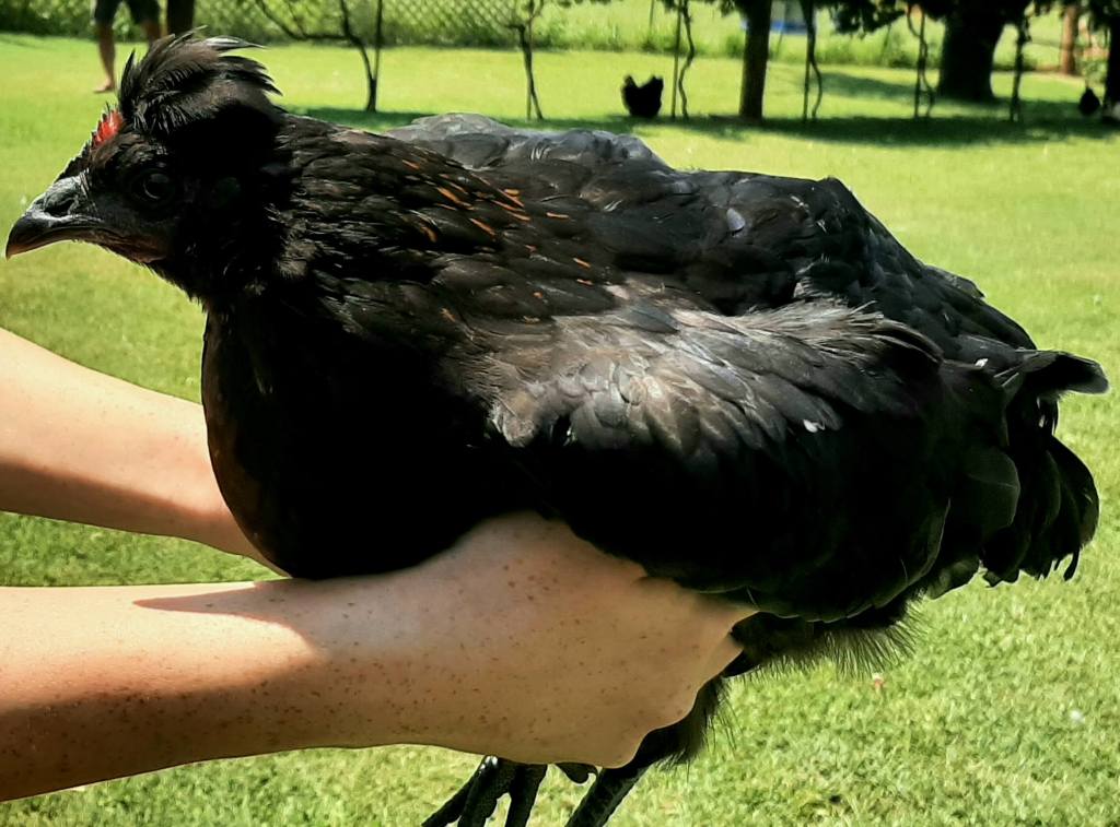 person holding black chicken with head tuft
