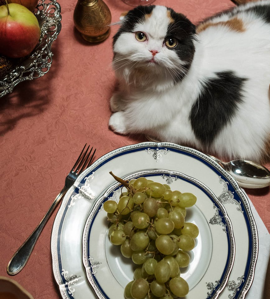 calico cat sitting on a dining table with food on it