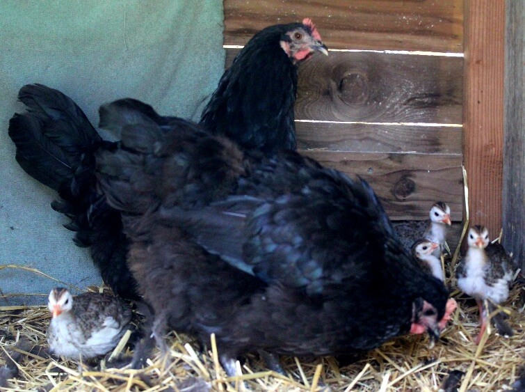 2 black Easter Egger hens with 4 Guinea fowl keets