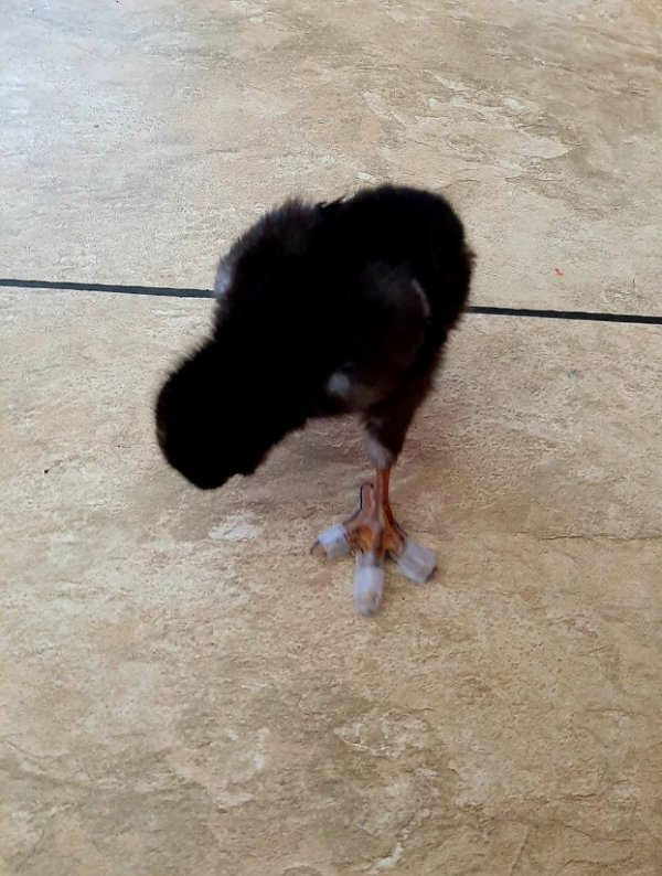black baby chick wearing cardboard shoes