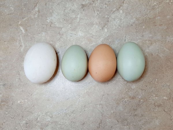 4 different colored and sized eggs