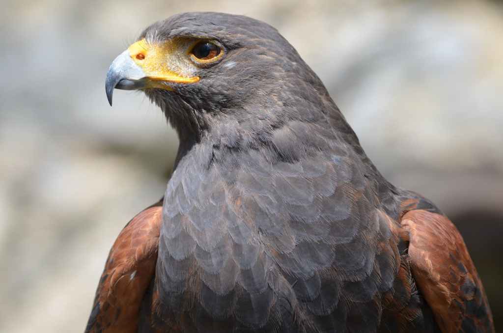 close-up shot of a bird of prey