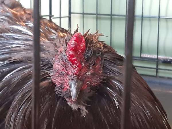 headshot of injured Black Ameraucana rooster