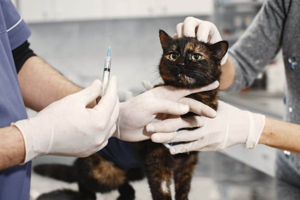 a veterinarian holding an injection for a cat