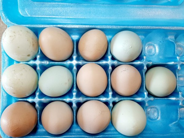 multi-colored farm fresh eggs in a blue styrofoam egg carton