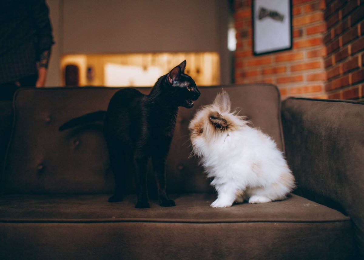 photo of rabbit and cat on sofa
