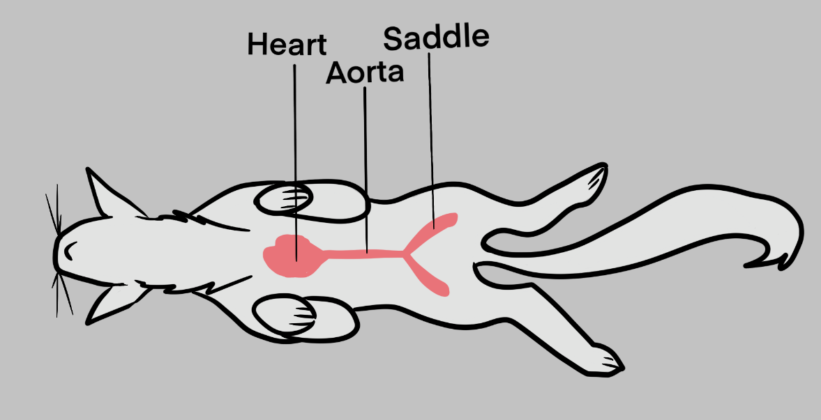 black and white digital drawing of a cat showing thromboembolism, with heart, aorta and saddle