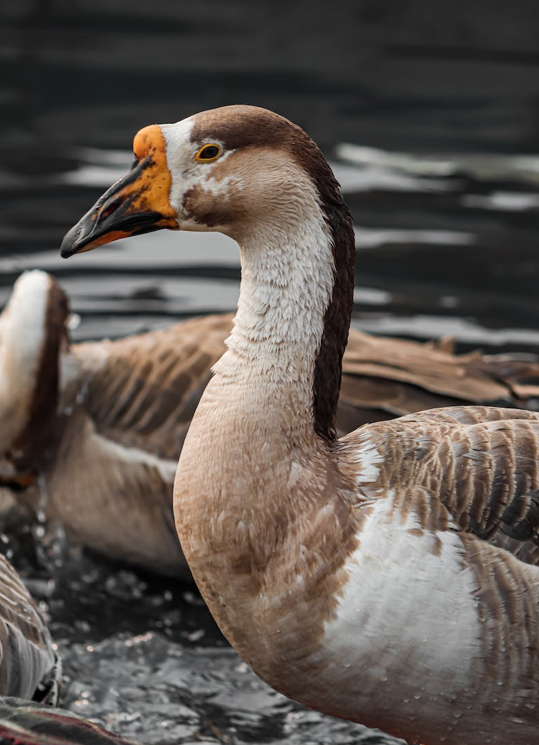 brown goose on lake water