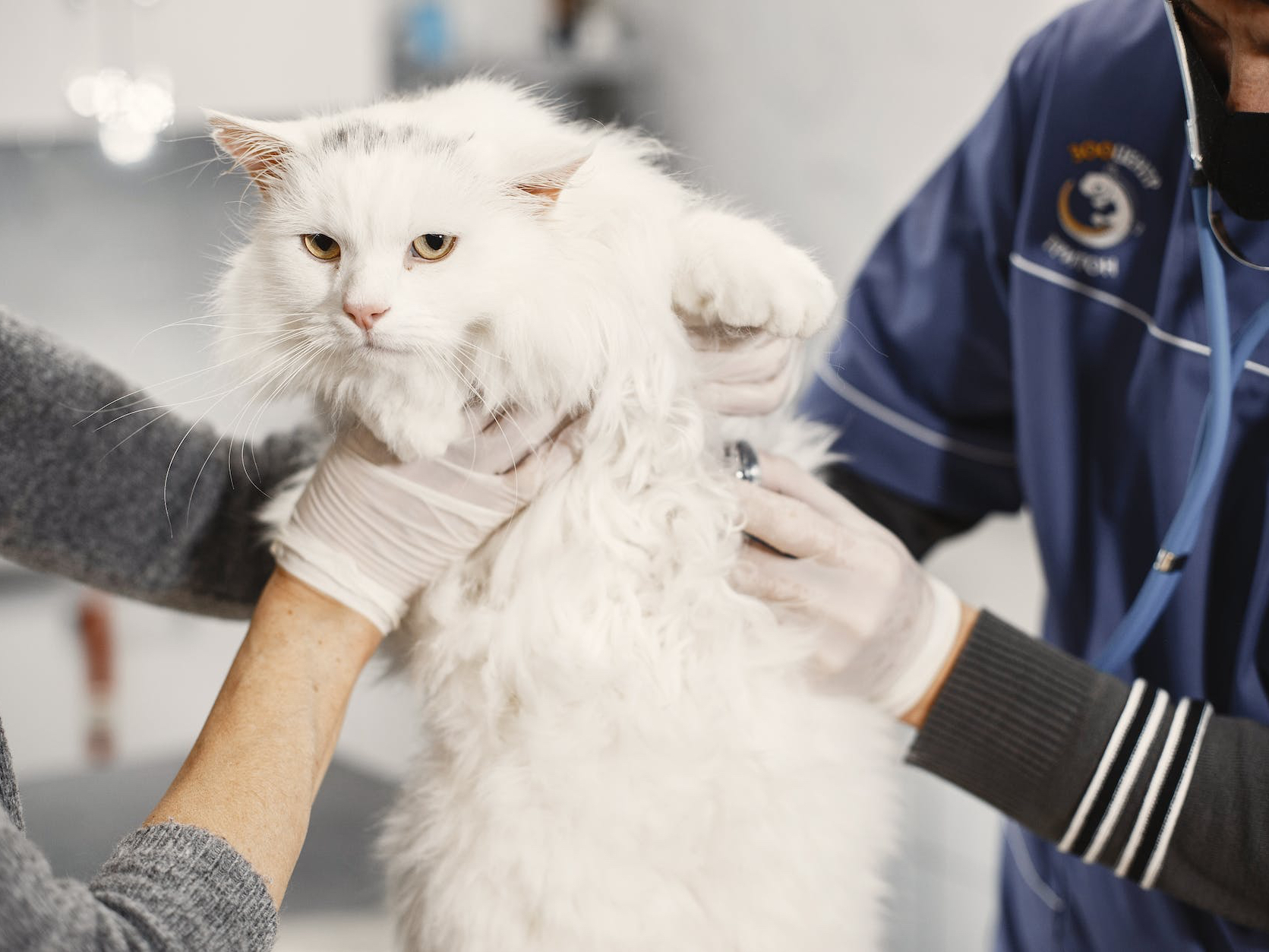 white cat being held by two people, while one person is using a stethoscope on the cat