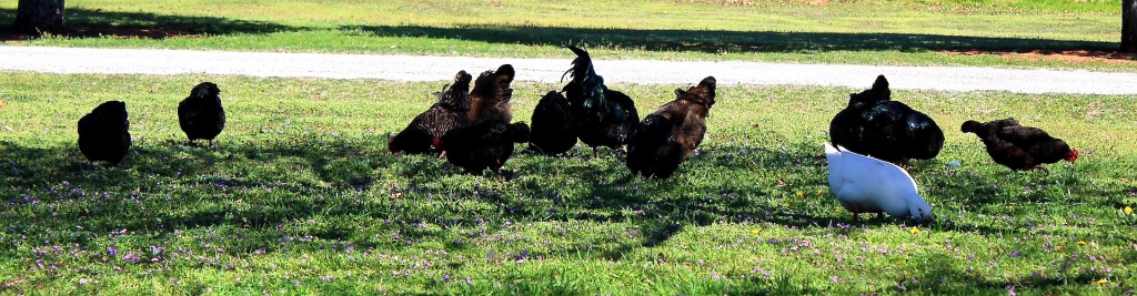 mixed flock of chickens in a yard in the shade